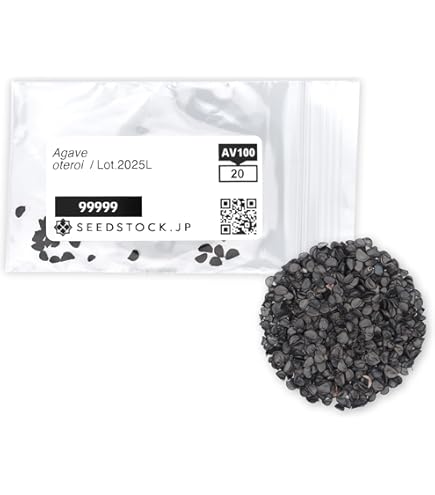 Amazon.co.jp: SEEDSTOCK アガベ オテロイ チタノタ 種子 100粒 Agave