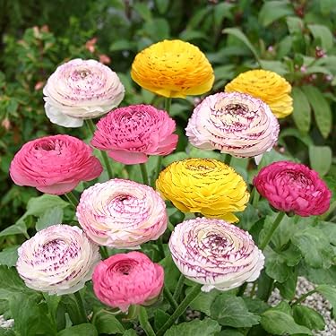 Amazon.co.jp 最新リリース: 園芸用種・苗 の新着ランキングです。