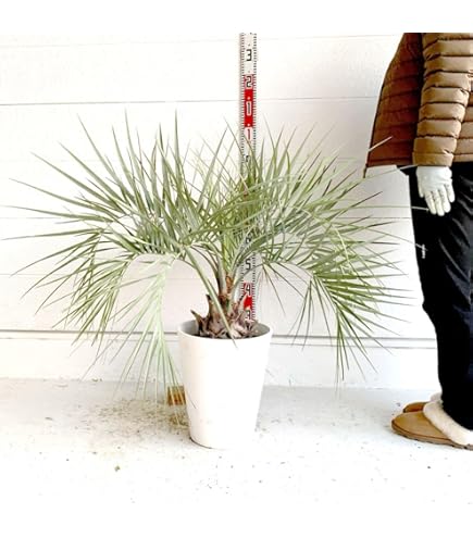 Amazon.co.jp: 耐寒性 ココスヤシ 10号 高さ約 100cm 【現品発送