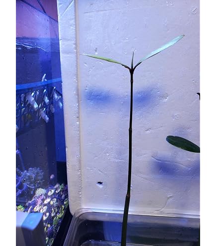 Amazon｜マングローブ オヒルギ 発根あり 苗 観葉植物 海干潟 水槽