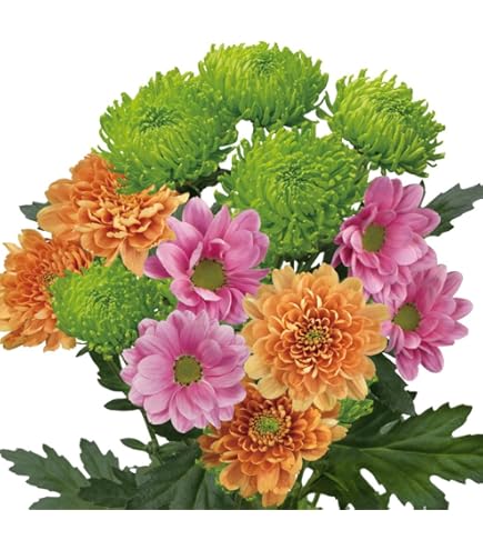 Amazon.co.jp: 菊苗 小菊 緑菊 シャムロック 1株 / 国華園 25年秋商品