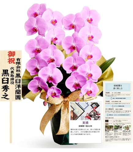 胡蝶蘭　こちょうらん　カカオ　5.5寸鉢　３Ｆ　2鉢 Amazon.co.jp: 胡蝶蘭 こちょうらん カカオ 5.5寸鉢 3F 2鉢 : DIY