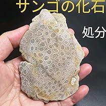 1.菊目石の亀（大）レア物 化石サンゴ(フォッシルコーラル
