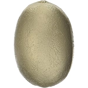 PLAY WOOD フルーツ シェイカー キウイ FS-KWI