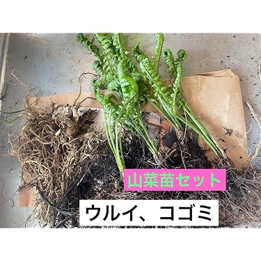Amazon.co.jp 売れ筋ランキング: こごみ の中で最も人気のある商品です
