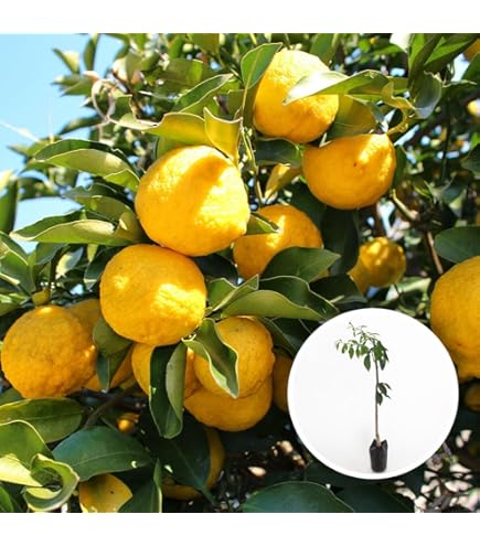 Amazon.co.jp: 【実付き】ユズ（柚子）の苗木 5号 樹高50cm（鉢底から