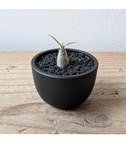 Amazon｜アカヤシオツツジ大株現管理70791｜観葉植物 オンライン通販