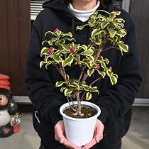 Amazon.co.jp: 沈丁花(ジンチョウゲ)白 30cm前後(鉢底から Amazon.co.jp: 沈丁花(ジンチョウゲ)白 30cm前後(鉢底から