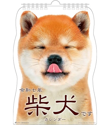 柴犬が好き Amazon | アクティブコーポレーション 2024年 カレンダー 壁掛け