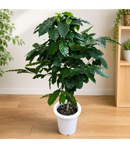 Amazon｜ノーブランド品 コーヒーの木 8号 (茶色) アフリカ産 コーヒー