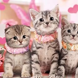 猫 壁紙 スマポ 猫 壁紙 スマポ