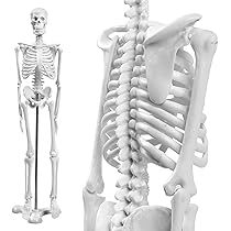 マーラ　Mara　全身骨格標本 ☆即納☆ マーラ Mara 全身骨格標本 ☆ - 頭骨・骨格標本・剥製販売