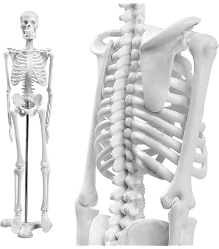 頭蓋骨　模型　骨格　標本　人体　カパラ　クマントーン　プラクルアン　呪物　魔術 頭蓋骨 模型 骨格 標本 人体 カパラ クマントーン プラクルアン 呪物 魔術