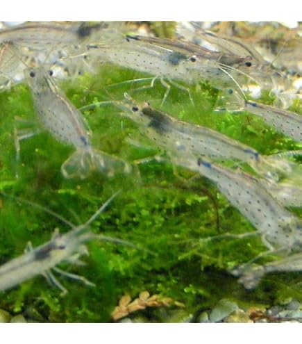 ☆栃木県産 エサ用スジエビ☆数量応談☆飼育も可能☆