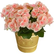 Amazon.co.jp: 花のギフト社 母の日 花 鉢植え ブーゲンビリア