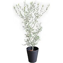 Amazon｜オリーブの木 観葉植物 本物 インテリア ブラックセラ