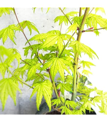 Amazon.co.jp: 青竜もみじ 青竜モミジ 青竜紅葉 紅葉盆栽 モミジ盆栽