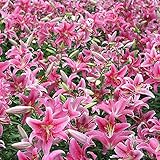 花ユリの種子 球根 グラスオーナメント 草 花の種子 ホーム ガーデン 鉢植え 植物 かわいい新花 フラワー種子 ハーブ コルデリア・セロワナ50PCS/セット