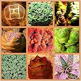 ホーム＆ガーデン、＃のDM4PIAのための50pcsのミックスジューシーな種子Lithops Pseudotruncatella盆栽の植物の種子