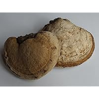 Amazon.co.jp: ○霊芝 さるのこしかけ まんねんたけ 120g 滋養