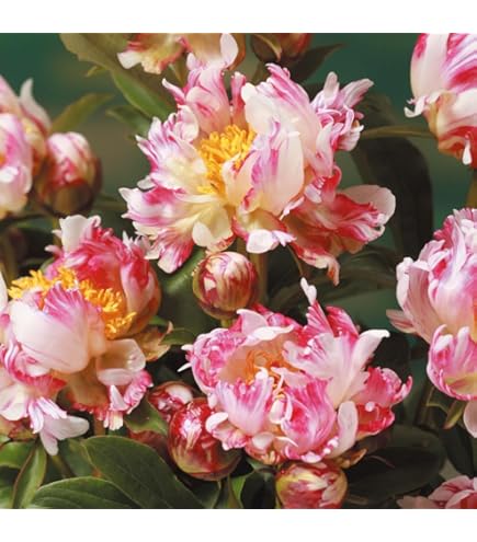 Amazon.co.jp: 芍薬 苗 雪峰 1株 / しゃくやく シャクヤク 芍薬