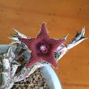 Amazon sta Garden Orbea Var Alice 多肉植物 ガガイモ科 サボテン オルベア 星 花 観葉植物 オンライン通販