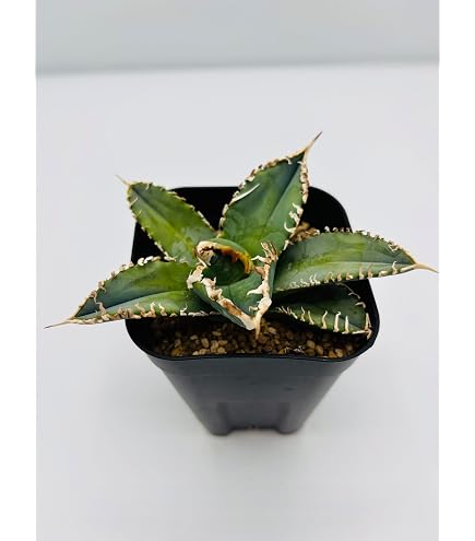 Amazon｜アガベ チタノタ白犀牛(シロサイギュウ)/Agave titanota