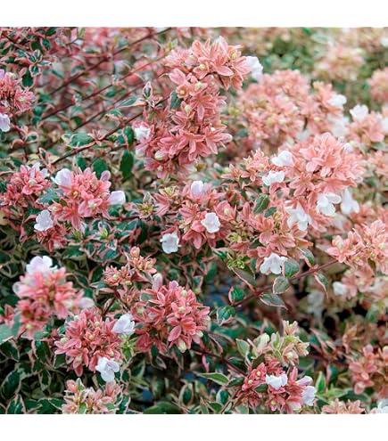 紅花サンザシ　盆栽　樹高63cm。 幹が美しく、古木感があります。 Amazon｜紅花サンザシ 盆栽 樹高63cm。 幹が美しく、古木感がます