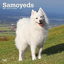 サモエド samoyed ファーコート Samoyed Madam fur coat サモエド マダムファーコート