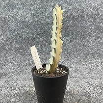 ①現品販売です。サボテン・ホワイトゴースト ①現品販売です。サボテン・ホワイトゴースト