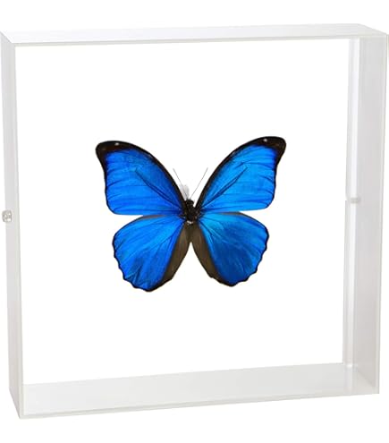 Amazon.co.jp: 蝶の標本 アドニスモルフォ Morpho adonis モルフォ