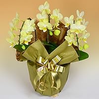 Amazon Co Jp 売れ筋ランキング 胡蝶蘭 の中で最も人気のある商品です