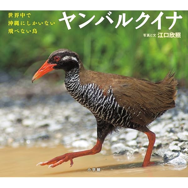ヤンバルクイナ: 世界中で沖縄にしかいない飛べない鳥 (小学館の図鑑