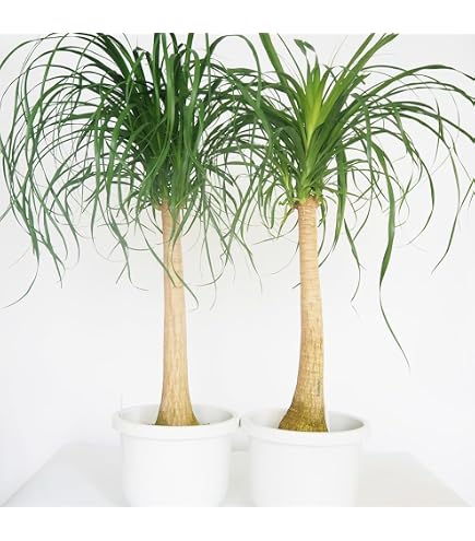 Amazon｜トックリラン ポニーテール ノリナ 観葉植物 鉢植え
