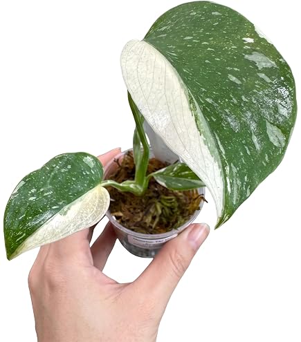 Amazon.co.jp: モンステラ ジャングル ミント カット苗 : DIY・工具