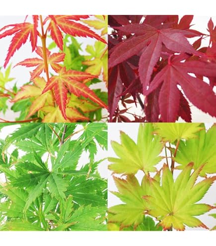 Amazon.co.jp: 庭木・植木 庭木苗：猩々野村モミジ（しょうじょう