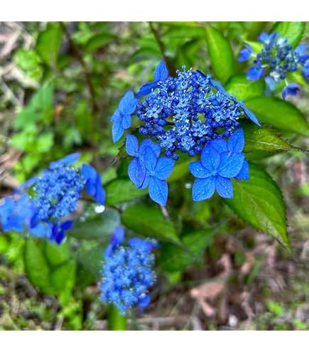 Amazon｜紫陽花 黒軸ゼブラ 挿し穂3本｜観葉植物 オンライン通販