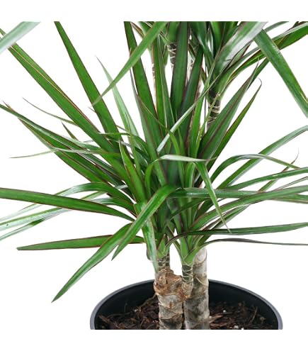 現品　ドラセナ　コンシンネ　トリカラー　28番　観葉植物　インテリアグリーン Amazon｜ドラセナ コンシンネ 28 レインボー トリカラー ホワイボリー