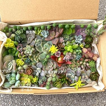 Amazon.co.jp 最新リリース: 園芸用種・苗 の新着ランキングです。