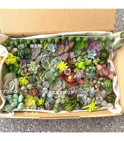 Amazon.co.jp: 多肉植物 朧月 カット苗 : DIY・工具・ガーデン
