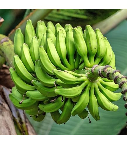 Amazon｜斑入りバナナ ムサ アエアエ(Musa Aeae) 斑入りバナナ