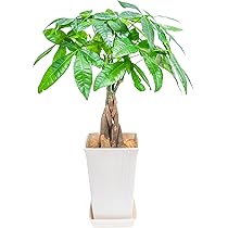 Amazon｜[ miipas ] パキラ 5号鉢 観葉植物 本物 ねじり 編み込み 幸運