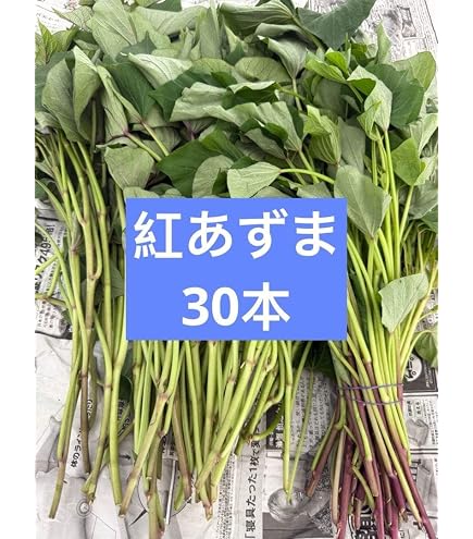 Amazon.co.jp: ※最終受付 令和8年7月8日まで※サツマイモ苗 紅はるか