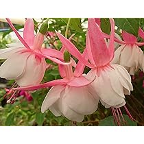 Amazon | フクシア 苗 ナンシールー | 花