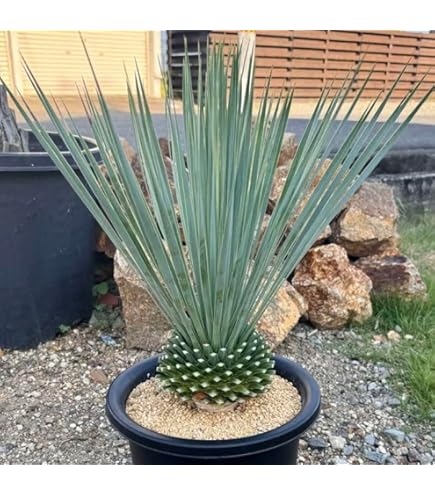 Amazon｜幹立 ロストラータ ユッカ 7号 観葉植物｜観葉植物