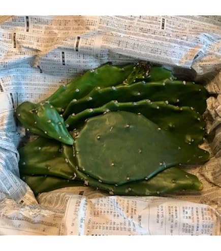 Amazon｜ウチワサボテン：オプンチア 大丸盆*カット苗｜観葉植物