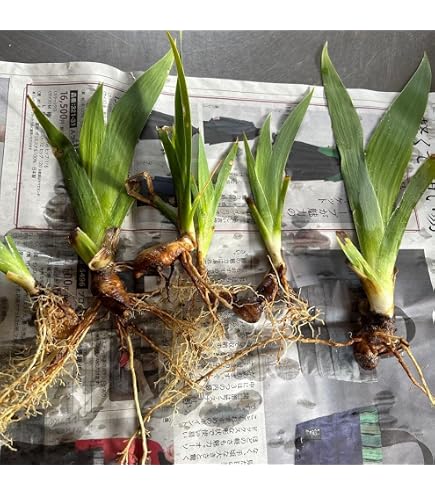 Amazon｜素敵 ジャーマンアイリス 1株 抜き苗｜観葉植物 オンライン通販