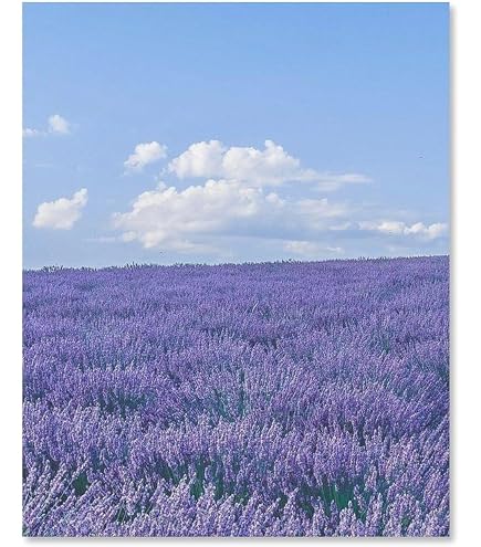 Amazon.co.jp: ラベンダーの風景 42x30cm ポスター 富良野 北海道
