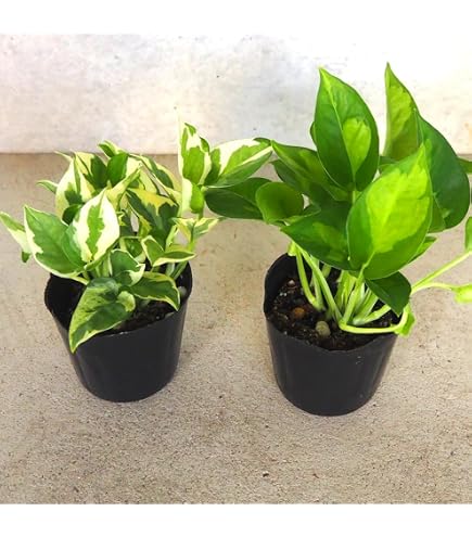 Amazon｜おしゃれ 観葉植物：ポトス エンジョイ＆グローバルグリーン