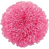 大地農園 プリザーブドフラワー ピンポンマム ミディー (9輪入り) ももいろ DO002646-180